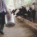 Dairy Shortage