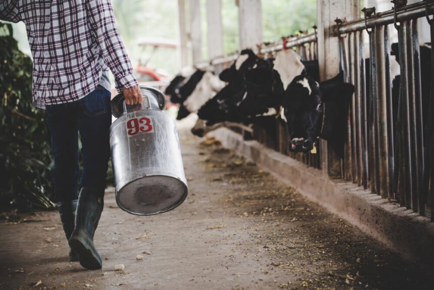 Dairy Shortage