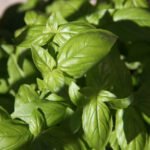 Basil Shortage