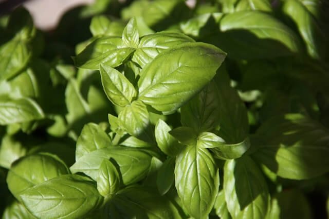 Basil Shortage